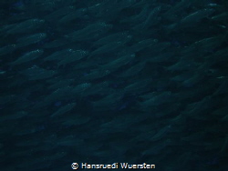 Sardines by Hansruedi Wuersten 